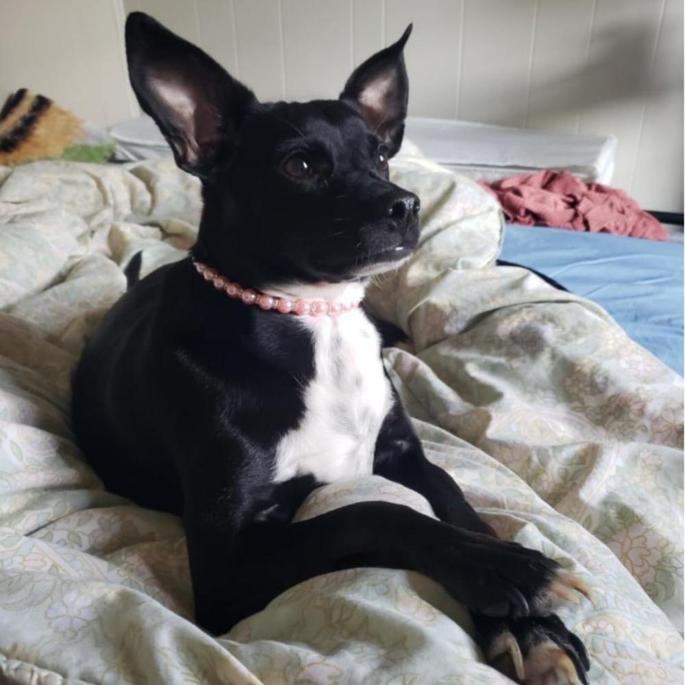 Simulated Pearl Cat Bead Collar Bling Pet Simulated Pearl Collar Pet Pearl Necklace Pet Show