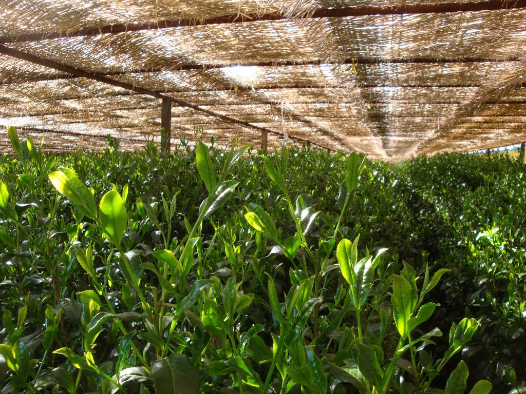 Pokka Sapporo Напиток Чай Гёкуро 600 мл x 24 бутылки