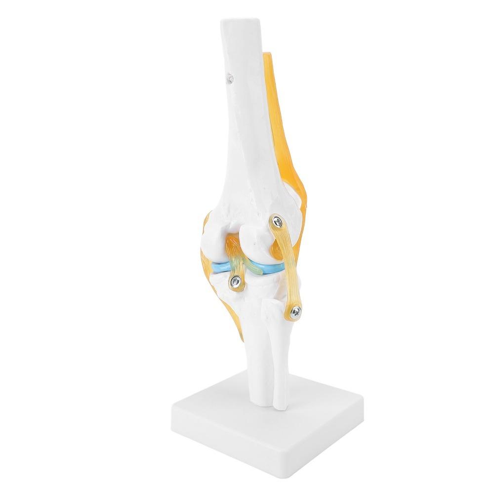 PVC Human Knee Joint Model Anatomical Shape Patella Model Anatomy Reference