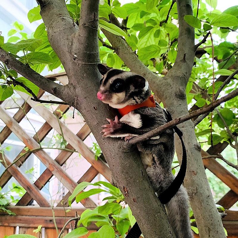 4 шт., нагрудный ремень для маленьких домашних животных, поводок с белкой, хомяк, тяговая веревка против укуса, сахарный планер, ветрозащитный специальный анти-потерянный трос