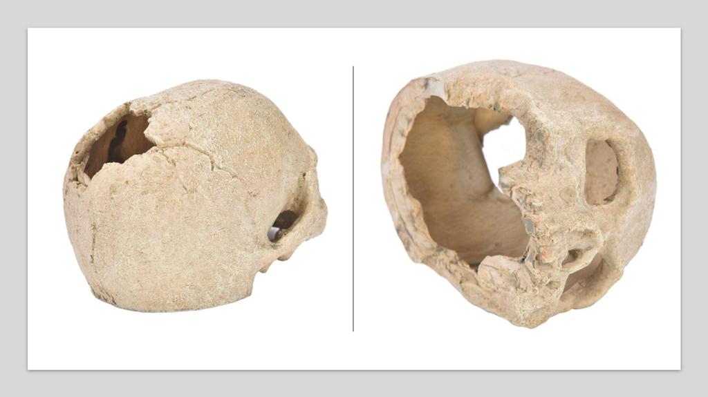 Heizi Reptile Shelter Cage, Skeleton Shape, for Leopard Geckos, Bearded Dragons, and Leopard Geckos (Skull)