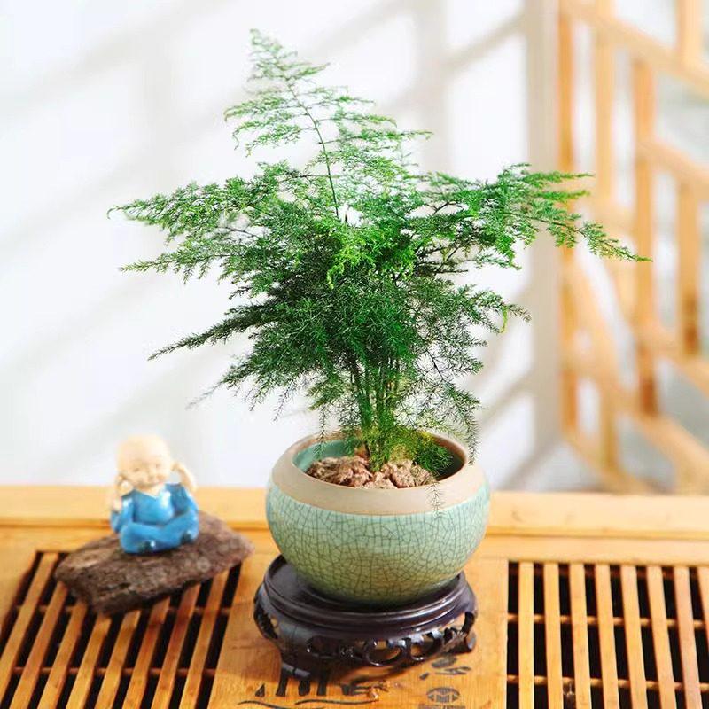 Asparagus Fern Hydroponic Bonsai for Indoor Decoration