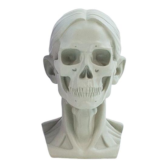 Generic Planar Head Model for Drawing Resin Skull Sculpture with Detailed Muscle Structure Art Study Tool for Sketching Anatomy Learning