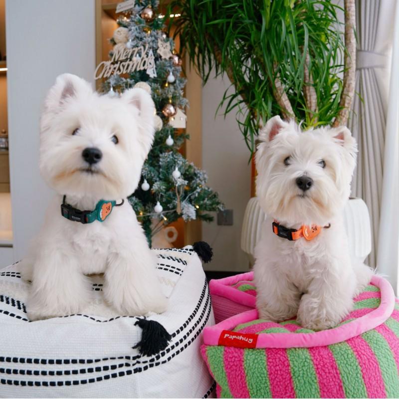 Adjustable Dog Collar Leash Set Small Medium Dogs Corgi French Bulldog Teddy