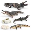 Simulated Forest Animal Crocodile Growth Cycle Chinese Alligator Growth Process Animal Model Doll Static Ornament