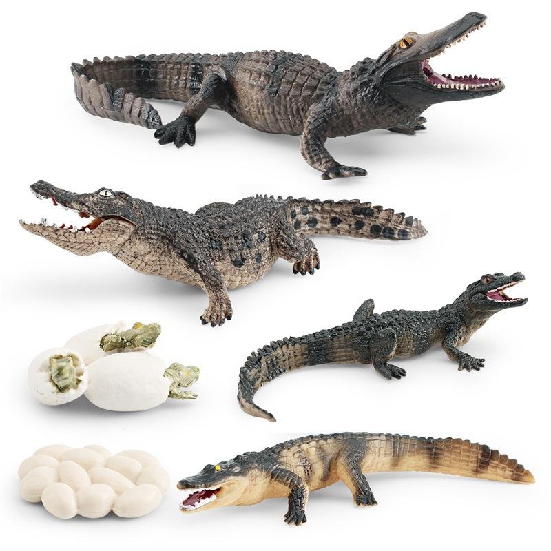 Simulated Forest Animal Crocodile Growth Cycle Chinese Alligator Growth Process Animal Model Doll Static Ornament