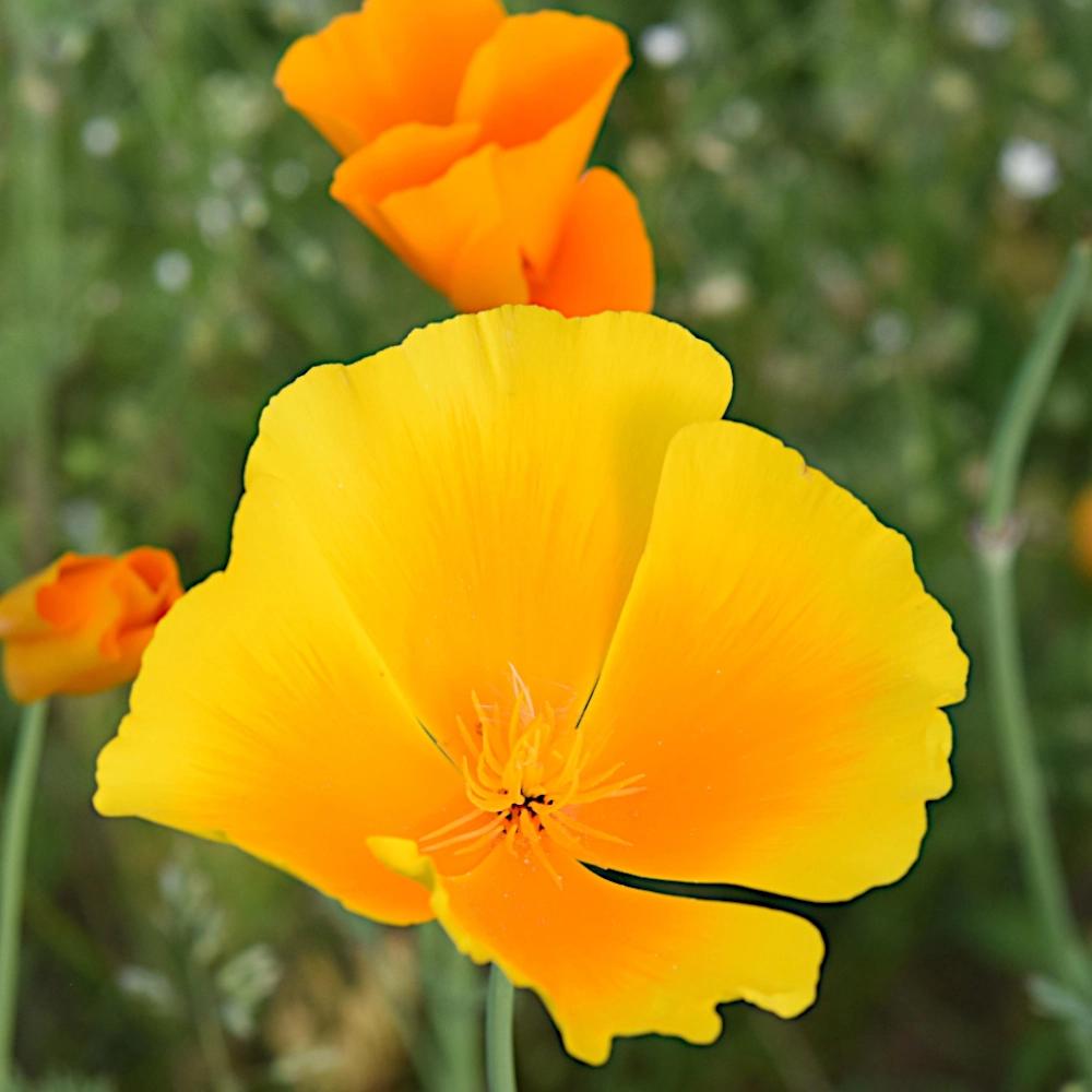 Семена мака Калифорния свежие FLOWER PREMIUM 1г
