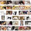 62pcs Sweet American Style Cat Scrapbook Journal Sticker Cute Cartoon Kitten Stationery Sticker DIY Decor Luggage Laptop Sticker