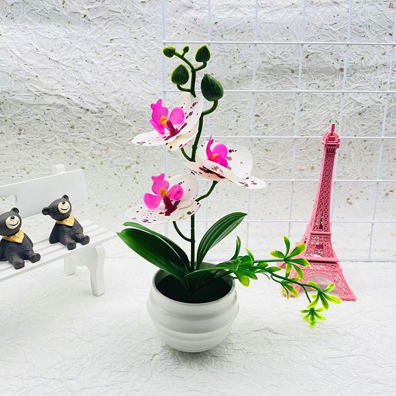 Phalaenopsis Potted Decorative Plant For Living Room Decor And Gift Display