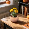Cushaw Halloween Decorations Scene Arrangement Flower Pots Garden Decoration