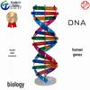 Модель ДНК человека: Сделай сам Эксперимент по биологии и Учебное пособие