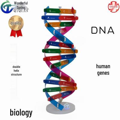 Модель ДНК человека: Сделай сам Эксперимент по биологии и Учебное пособие
