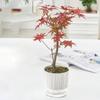 Transparent Self-watering Plants Pot Green Plants Lazy Flower Pot  Garden Supplies