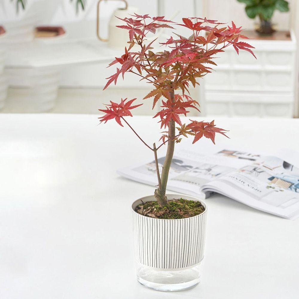 Transparent Self-watering Plants Pot Green Plants Lazy Flower Pot Garden Supplies