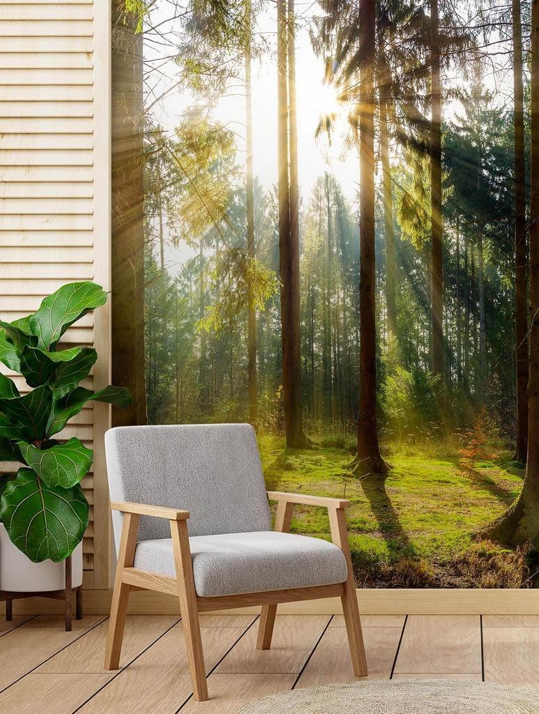 Wallpaper Morning sun in a forest