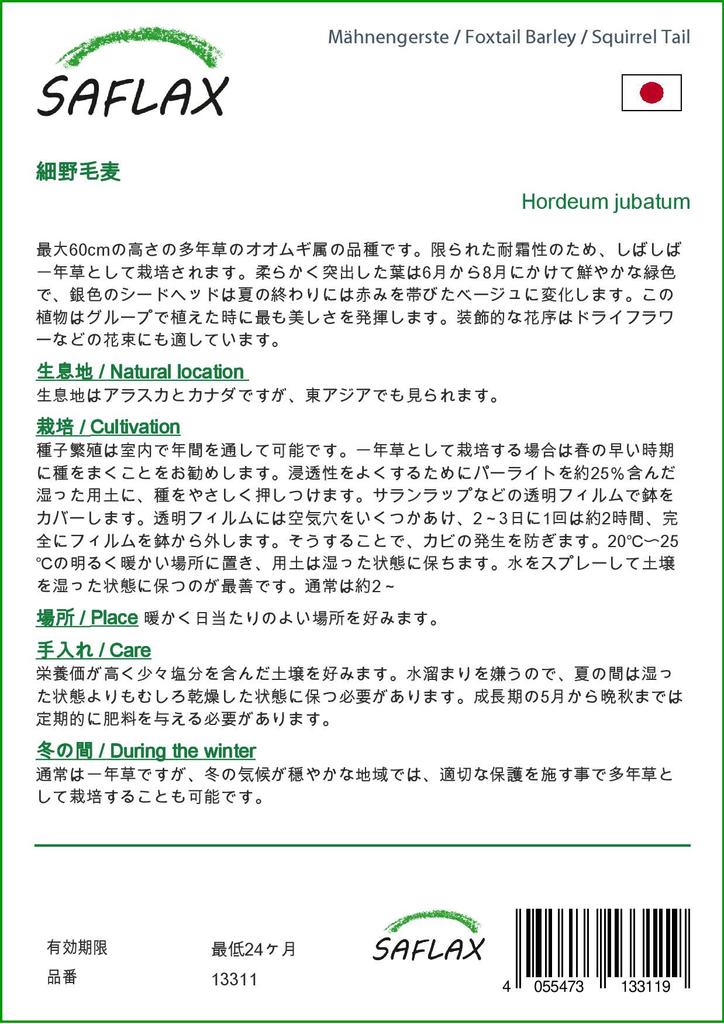 SAFLAX Лисохвост Ячмень / Беличий Хвост - 70 семян - Hordeum jubatum