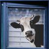 Wall Sticker Decor Funny Cow Glass Window Wallpaper for Cupboard Nursery