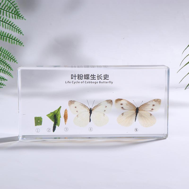 Lifecycle Of Frog/Silkworm/Leaf Butterfly Development Paperweight Specimens In Clear Resin For Science Education