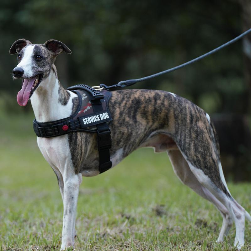 Классические Прочные Поводки для Собак Средних и Крупных Пород, Прочная Веревка-Поводок, Модный Черный Сетчатый Поводок для Собак, Уличная Прогулка, Тренировка, Новинки