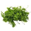 Miniature Climbing Vine Model, Artificial Leaves for Diorama, DIY Railway Scenery, Fake Foliage Plants for Architectural Model