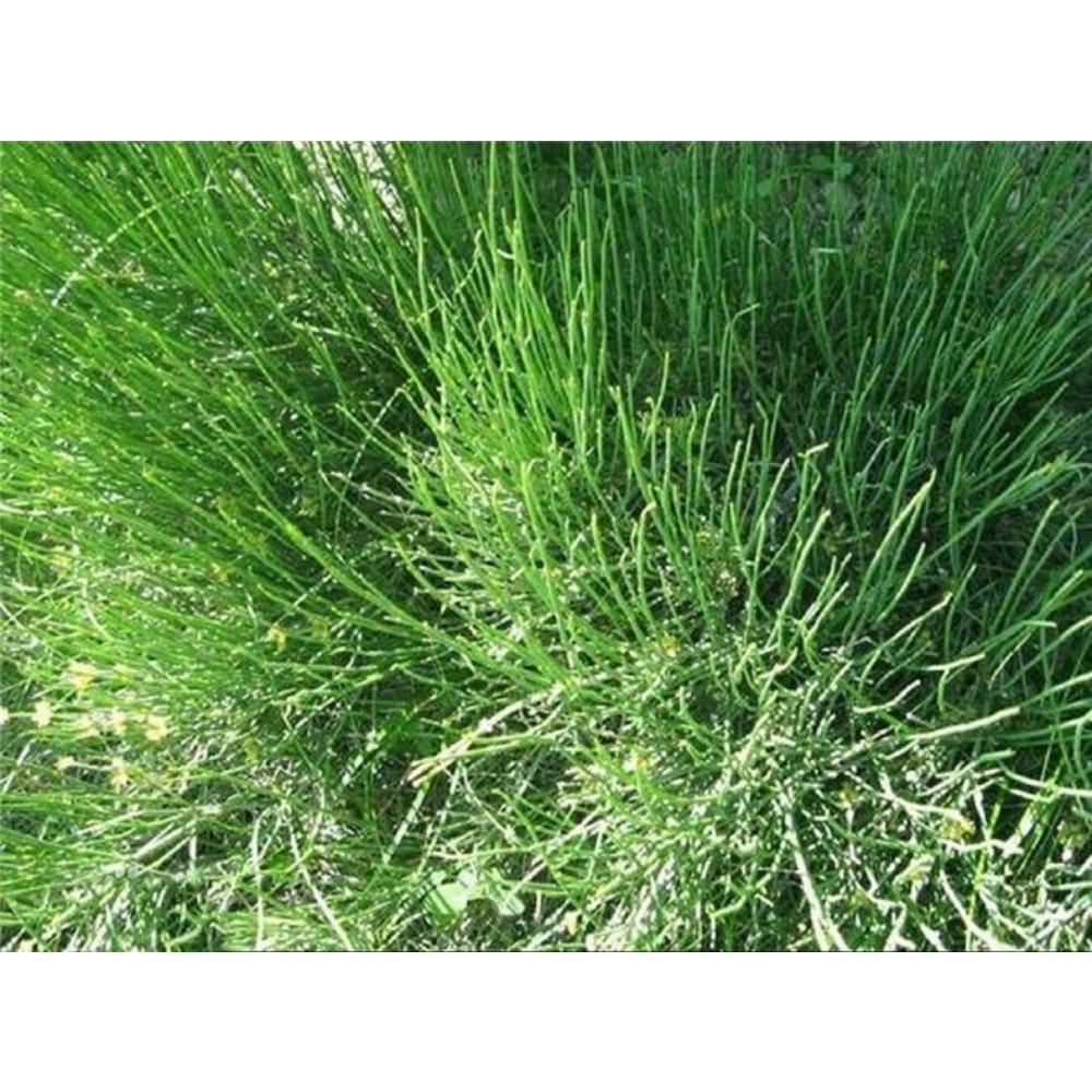 250 г Травяной чай MaHuang Чистый сырой натуральный чай с эфедрой Sinica Чай Ma Huang Чай для здоровья Чай Muhuang Mohuang Mahang