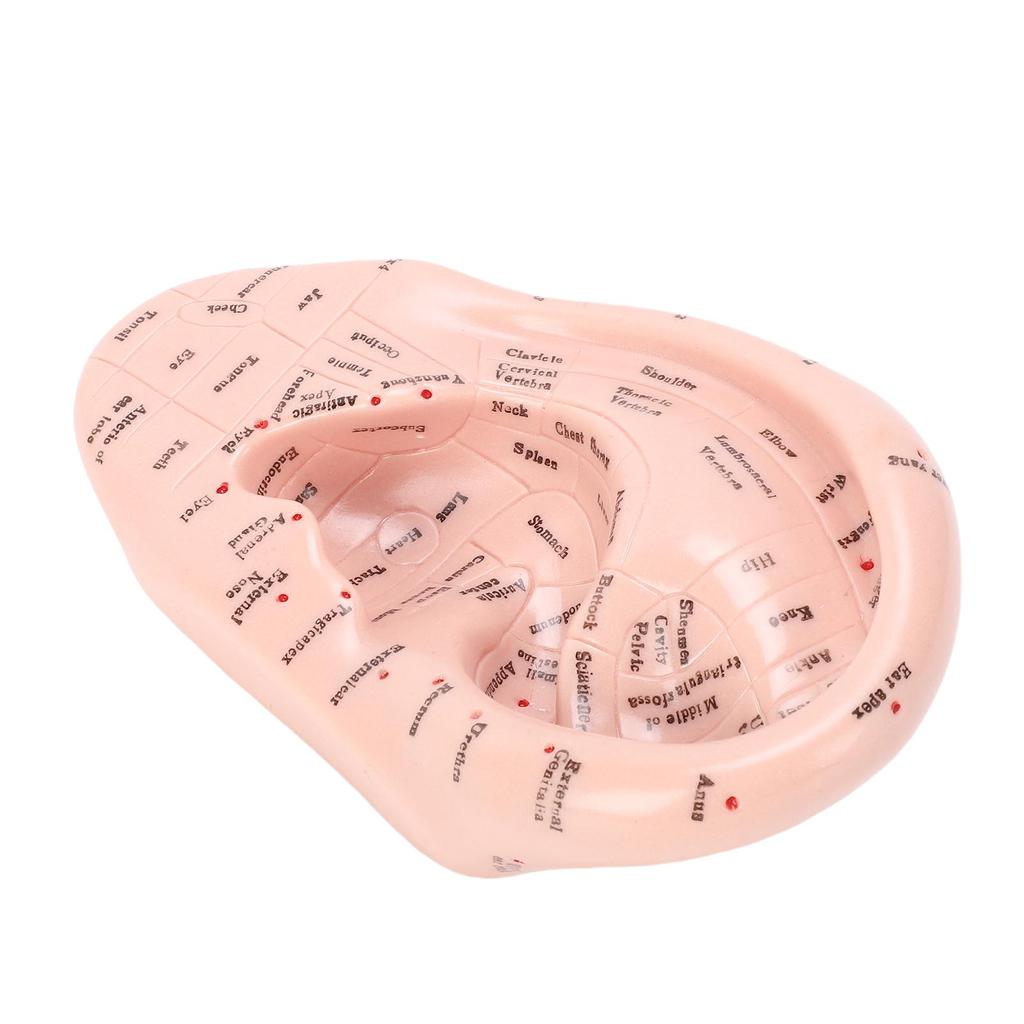 Ear Acupuncture Point Model Acupressure Massage Tool for Reflexology and Auricular Training 17cm PVC Anatomical Teaching Aid for Massage Schools and