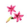 Small Lily Flower Arrangement: Two Flowers and One Bud, Silk Gel Sheet for Home Decor.
