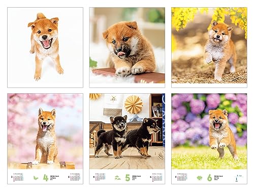 [С эксклюзивными преимуществами для покупателей] Fukufuku Shibainu (Календарь Impress 2024)