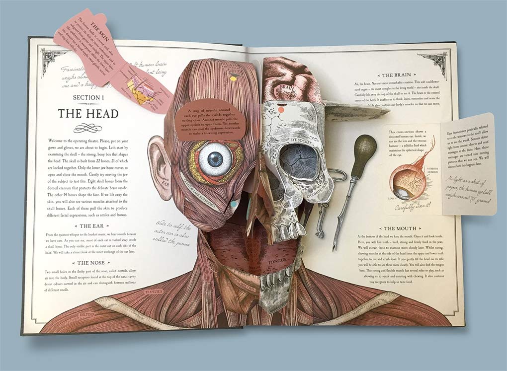The human body: a pop-up guide to anatomy walker