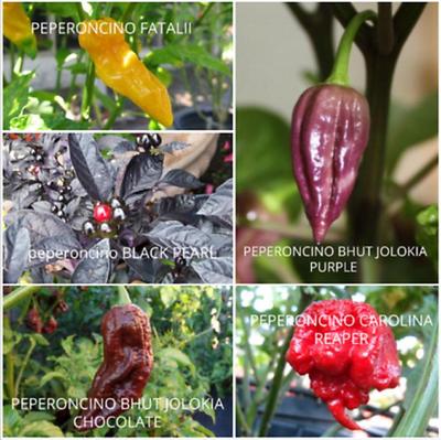 80 семян ПЕРЦА ЧИЛИ 5 самых ОСТРЫХ сортов - СВЕЖИЕ СЕМЕНА