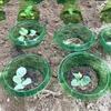6/12 шт. Садовый чехол от насекомых, пластиковый чехол от насекомых для растений, ошейник от насекомых для растений, чехол для рассады, защита растений для лучшего роста, защита от солнца