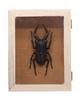 Free Research Series Living Creatures Stag Beetle Plastic Model No.22