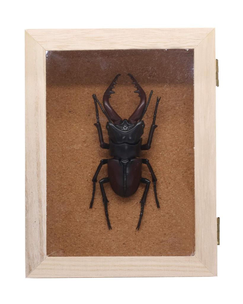 Free Research Series Living Creatures Stag Beetle Plastic Model No.22
