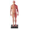 30cm Resin Male Musculoskeletal Structure Sculpture Body Model Anatomical Model