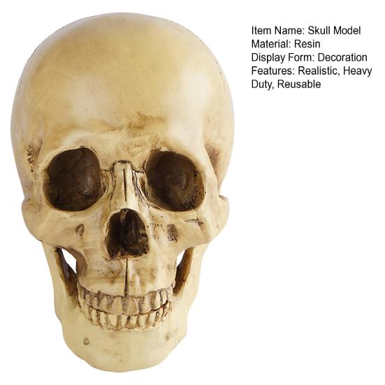 Модель черепа в натуральную величину, съемная анатомическая нижняя челюсть студента, образовательное исследование, реалистичный орнамент из смоляного черепа