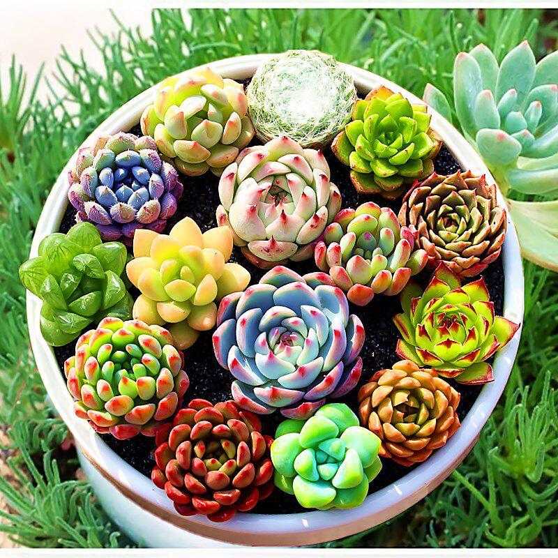 Succulent and Cacti Starter Set: Small Potted Plants for Beginners – Includes Pots and Soil for Office or Home Decor.