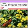 Золотарник - 100 семян - Solidago virgaurea.
