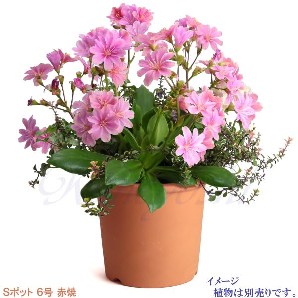 Горшок Микава яки KANEYOSHI в отечественном Керамический цветочный горшок Микава яки S горшок Акаяки 6 [Сделано в Японии/Надежное качество] №