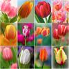 New 5D DIY Diamond Painting Tulip Diamond Embroidery Flower Cross Stitch Full Round Drill Crafts Home Decor Manual Gift