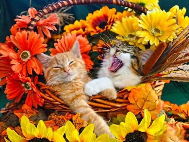 5D Алмазная картина Полный Круглый Квадратный Пейзаж Стразы Алмазная Вышивка Распродажа Космическая Мозаика Домашний Декор