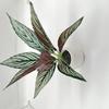 11-Leaf Magnolia & Tiger Pothos Artificial Potted Plant - Home Décor Accessory