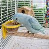 Wear-resistant Bird Cage Feeder Paw Grinding Parrot Wood Perch Bird Feeding Cup  Pet Bird Supplies