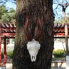 Home Decors Cow Skull Head Wall Art Decors Long Horn Bulls Head Wall Sculpture Decorative Animal Craft for Farmhouses