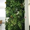 40X60cm Artificial Grass Wall Panel Boxwood Hedge Evergreen Greenery for Home Office Backdrop DIY Decoration