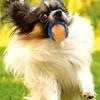 Sound Pet Supplies Chew Toys Relieve Boredom TPR Sounding Toy Elasticity Ball Molar Ball Dog  Toy