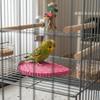 Parrot Perch Branch Natural-Wood Texture Anti-Shedding Bird Cage Accessory for Small Birds