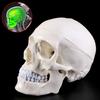 Human Anatomical Anatomy Head Skeleton Skull Teaching Model School Supplies Study Tool