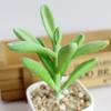 Artifical Plastic Succulent Plant Cactus-Echeveria-Flower Home Office Decor Gift