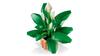 Lego Botanical Collection 11504 - Spathiphyllum