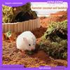Golden Bear Coconut Brick Bedding: Hamster, Frog, Turtle, Snail, Spider Landscaping Sand and Moss